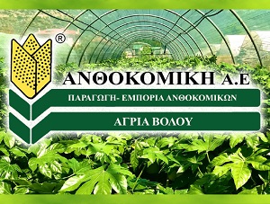 ΑΝΘΟΚΟΜΙΚΗ Α.Ε - ΦΥΤΩΡΙΟ ΑΓΡΙΑ ΒΟΛΟΥ - ΑΝΘΟΚΟΜΙΚΑ ΑΓΡΙΑ ΒΟΛΟΥ - ΔΕΝΔΡΟΚΟΜΙΚΑ ΑΓΡΙΑ ΒΟΛΟΥ